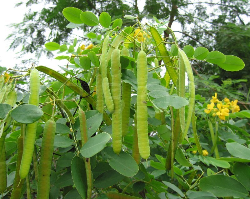 Cassia Glauca 100 Seeds, Scrambled Egg Shrub Tree Bush Senna Surattensis