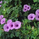 Ipomoea Palmata Cairica Vine 10 Seeds, Cairo Morning Glory Railway Creeper Ipomoea Palmata Cairica Vine 10 Seeds, Cairo Morning Glory Railway Creeper