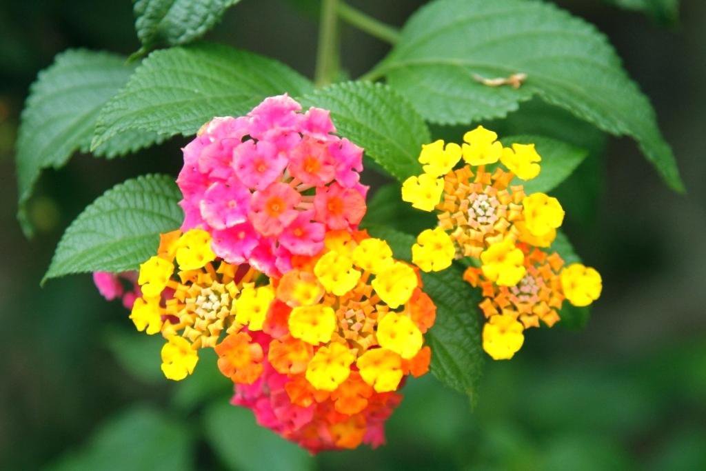 Lantana Camara 100 Seeds, Shrub Verbena Flowering Houseplant