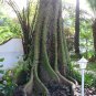 Ceiba Pentandra Tree 15 Seeds, Large Kapok Silk Cotton Java Bonsai Samauma