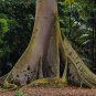 Ceiba Pentandra Tree 15 Seeds, Large Kapok Silk Cotton Java Bonsai Samauma
