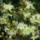 Lawsonia Inermis 200+ Seeds, Henna Tattoos / Hair Dye, L. Alba Fragrant Tree Shrub Lawsonia Inermis 200+ Seeds, Henna Tattoos / Hair Dye, L. Alba Fragrant Tree Shrub