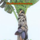 Musa Balbisiana Gigantea 10 Seeds, Bhimkol Wild Cultivar India Banana Fruit Musa Balbisiana Gigantea 10 Seeds, Bhimkol Wild Cultivar India Banana Fruit