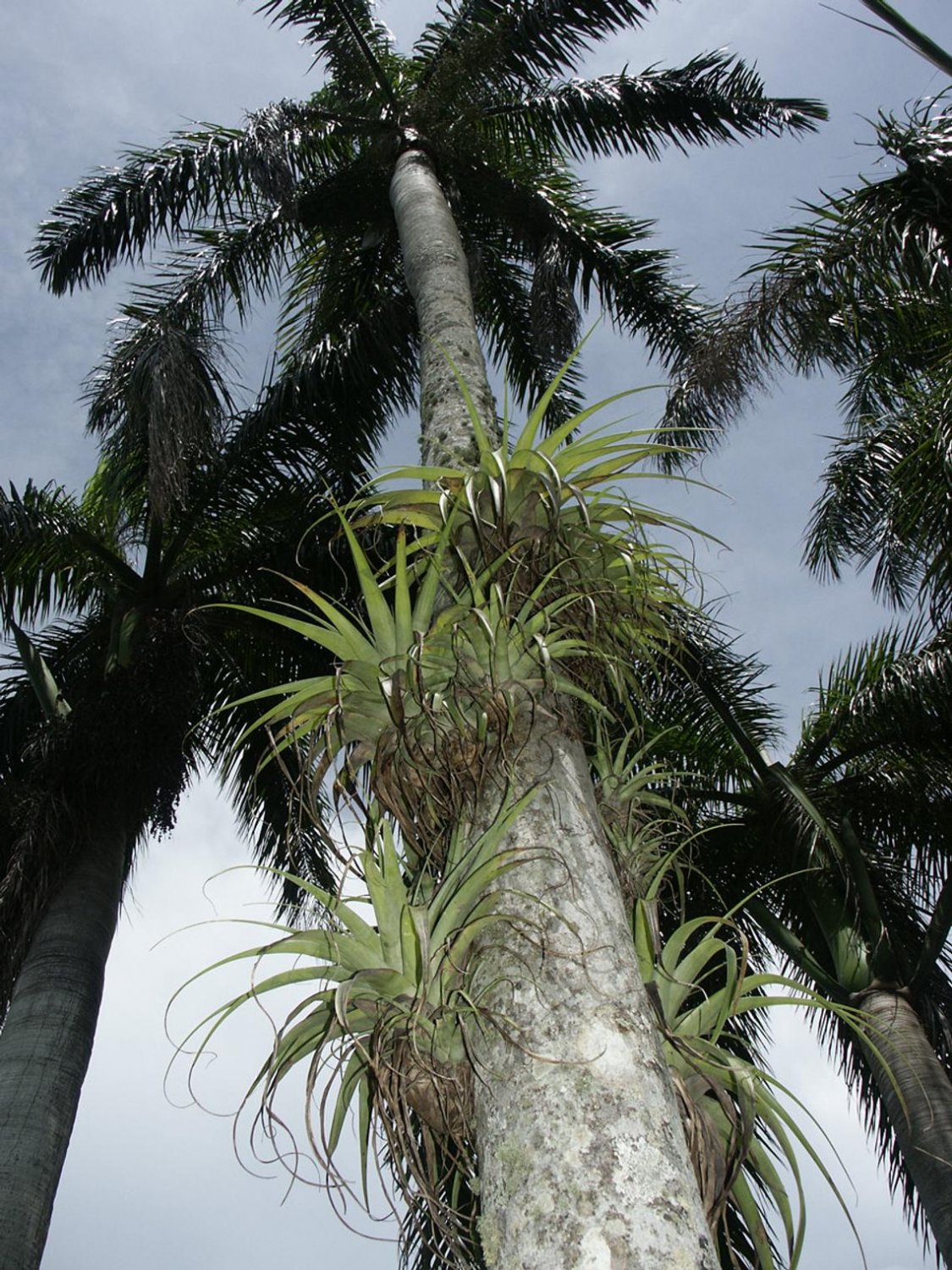 Tillandsia Utriculata A Giant Endangered Air Plant! 30+ Seeds