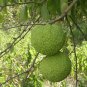 Maclura Pomifera Tree 10 Seeds, Osage Orange Fruit, Hedge Horse Apple