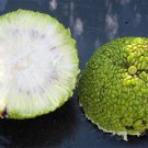 Maclura Pomifera Tree 10 Seeds, Osage Orange Fruit, Hedge Horse Apple Maclura Pomifera Tree 10 Seeds, Osage Orange Fruit, Hedge Horse Apple