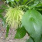 Maclura Pomifera Tree 10 Seeds, Osage Orange Fruit, Hedge Horse Apple