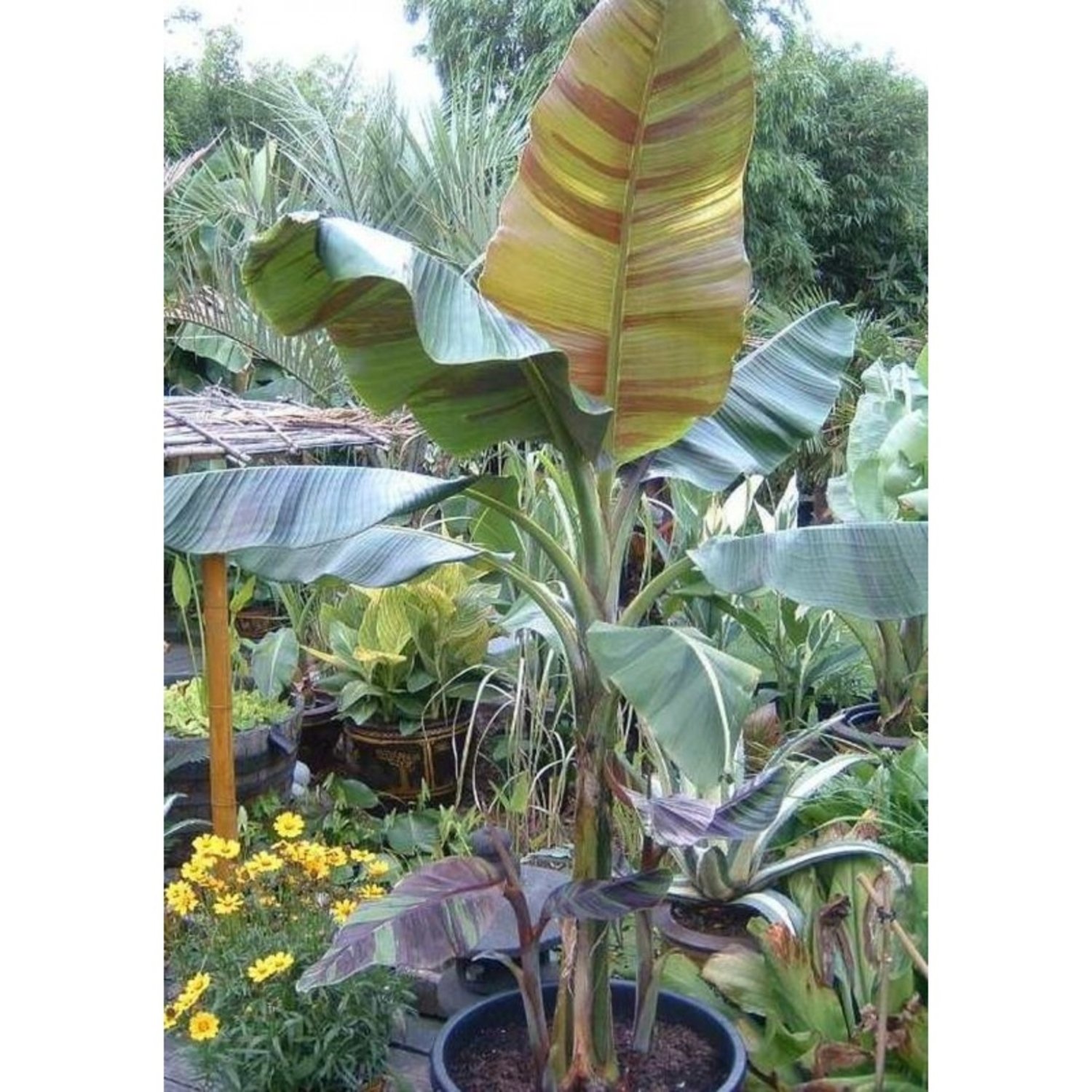 Musa Sikkimensis Red Tiger 10 Seeds Cold Hardy Darjeeling Banana Tree Sikkim Banana 6267