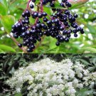 Sambucus Canadensis 50 Seeds, American Elderberry Cold Hardy Medicinal Herb Sambucus Canadensis 50 Seeds, American Elderberry Cold Hardy Medicinal Herb