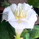 Datura Double White 10 Seeds, Devil's Trumpet, Horn of Plenty Datura Double White 10 Seeds, Devil's Trumpet, Horn of Plenty