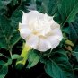Datura Double White 10 Seeds, Devil's Trumpet, Horn of Plenty
