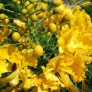Caesalpinia Pulcherrima Yellow 7 Seeds, Mexican Bird Of Paradise Small Shrub or Tree Caesalpinia Pulcherrima Yellow 7 Seeds, Mexican Bird Of Paradise Small Shrub or Tree
