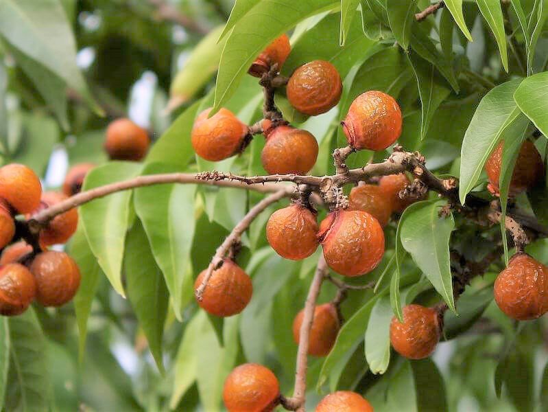 Sapindus Mukorossi 5 Seeds, Big Soap Nut Tree Soapberry Washnut