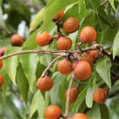 Sapindus Mukorossi 5 Seeds, Big Soap Nut Tree Soapberry Washnut Sapindus Mukorossi 5 Seeds, Big Soap Nut Tree Soapberry Washnut