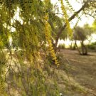 Prosopis Cineraria Tree 10 Seeds, highly Valued Khejri, Chhonkara, and Jammi Prosopis Cineraria Tree 10 Seeds, highly Valued Khejri, Chhonkara, and Jammi