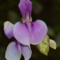 Codariocalyx Motorius 20 Seeds, Telegraph Dancing Plant, Desmodium gyrans