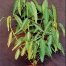 Codariocalyx Motorius 20 Seeds, Telegraph Dancing Plant, Desmodium gyrans