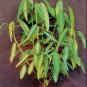 Codariocalyx Motorius 20 Seeds, Telegraph Dancing Plant, Desmodium gyrans