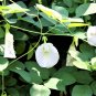 Clitoria Ternatea Alba Single White 10 Seeds, Butterfly Pea, Asian Pigeonwings
