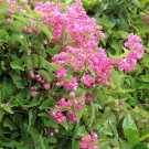 Antigonon Leptopus 10 Seeds, Coral Vine, Queen’s Wreath, Mexican Creeper