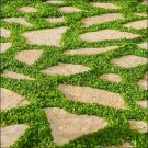 Dichondra Repens 3g / 500+ Seeds, Ground Cover Lawn Alternative, Creeping Pony Foot