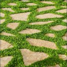 Dichondra Repens 12g / 2,000+ Seeds, Ground Cover Lawn Alternative, Creeping Pony Foot
