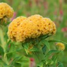Celosia Argentea Cristata Yellow 50-100 Seeds, Crested Cockscomb, Edible Flowering Heirloom Plant