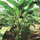 Musa Flaviflora 5 Seeds, Wild Northeastern Indian Banana Musa Flaviflora 5 Seeds, Wild Northeastern Indian Banana