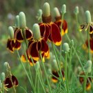 Ratibida Columnifera 200 +/- Seeds, Mexican Hat Perennial Prairie Coneflower Ratibida Columnifera 200 +/- Seeds, Mexican Hat Perennial Prairie Coneflower