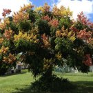 Koelreuteria Paniculata 500 Seeds, Ornamental Flowering Cold Hardy Golden Rain Tree Koelreuteria Paniculata 500 Seeds, Ornamental Flowering Cold Hardy Golden Rain Tree