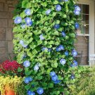 Ipomoea Tricolor Vine 30 Seeds, Mexican Morning Glory Climber, Ground Cover Ipomoea Tricolor Vine 30 Seeds, Mexican Morning Glory Climber, Ground Cover