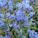 Cynoglossum Amabile 100+ Seeds, Chinese Forget Me Nots, Blue Showers, Hound's Tongue Cynoglossum Amabile 100+ Seeds, Chinese Forget Me Nots, Blue Showers, Hound's Tongue