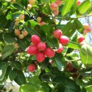 Carissa Carandas 15 Seeds, Edible Fruit Karonda Climbing Medicinal Shrub Carissa Carandas 15 Seeds, Edible Fruit Karonda Climbing Medicinal Shrub