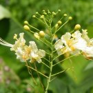 Caesalpinia Pulcherrima White 7 Seeds, Mexican Bird Of Paradise Small Shrub or Tree Caesalpinia Pulcherrima White 7 Seeds, Mexican Bird Of Paradise Small Shrub or Tree