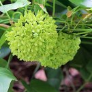 Dregea Volubilis Vine Shrub 10 Seeds, Edible Medicinal Herb Green Wax Flower Dregea Volubilis Vine Shrub 10 Seeds, Edible Medicinal Herb Green Wax Flower