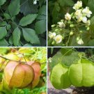 Cardiospermum Halicacabum 15 Seeds, Balloon Vine Medicinal Love In A Puff Cardiospermum Halicacabum 15 Seeds, Balloon Vine Medicinal Love In A Puff