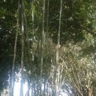 Dendrocalamus Longispathus 25 Seeds, Clumping Edible Bamboo Dendrocalamus Longispathus 25 Seeds, Clumping Edible Bamboo