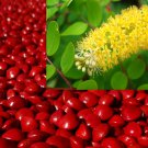 Adenanthera Pavonina 10 Seeds, Red Sandalwood, Jewelry Beads and Saga Coral Tree Adenanthera Pavonina 10 Seeds, Red Sandalwood, Jewelry Beads and Saga Coral Tree