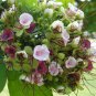 Intsia Bijuga Tree 1 Large Seed Fragrant Flowering Moluccan Ironwood