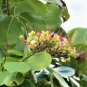 Intsia Bijuga Tree 1 Large Seed Fragrant Flowering Moluccan Ironwood