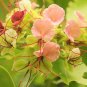 Intsia Bijuga Tree 1 Large Seed Fragrant Flowering Moluccan Ironwood