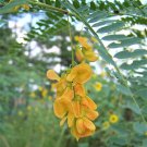 Sesbania Bispinosa 20 Seeds Edible Multi-Purpose Shrub Prickly Seban Sesbania Bispinosa 20 Seeds Edible Multi-Purpose Shrub Prickly Seban