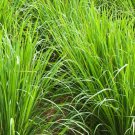 Cymbopogon Martinii 100+ Seeds, Fragrant Palmarosa Ginger Grass