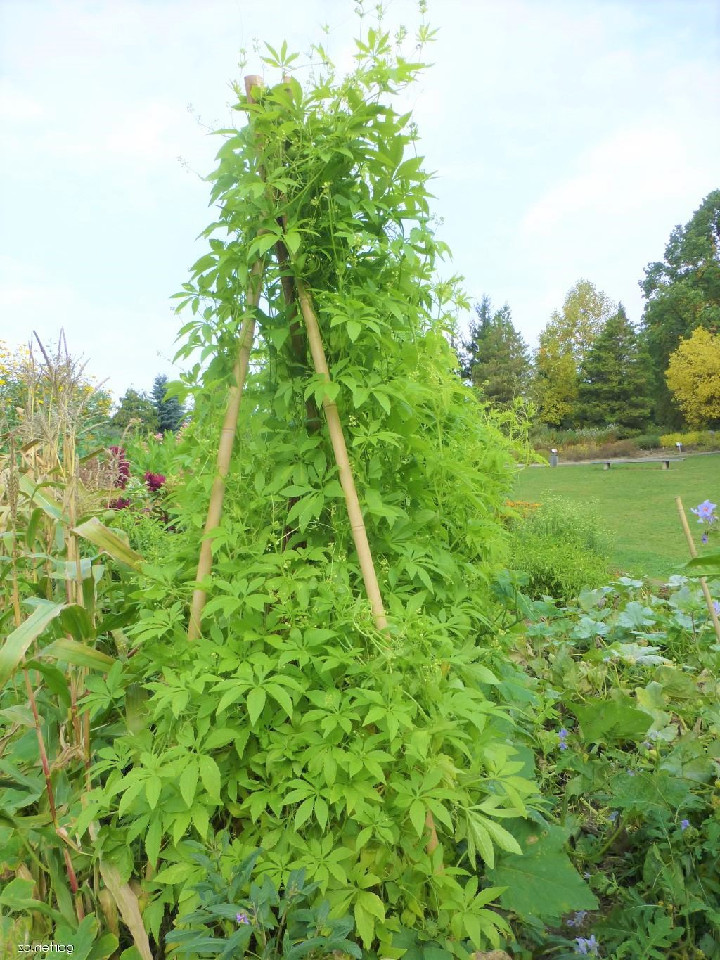 Cyclanthera Pedata 10 Seeds, Edible Fruit Vine, Caigua Slipper Gourd