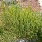 Ephedra Viridis 500 Seeds, Green Mormon Tea Indian Brigham Tea Bush Shrub Ephedra Viridis 500 Seeds, Green Mormon Tea Indian Brigham Tea Bush Shrub