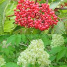 Sambucus Racemosa 50 Seeds Red Elder Elderberry Cold Hardy Shrub Bush Sambucus Racemosa 50 Seeds Red Elder Elderberry Cold Hardy Shrub Bush