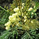 Acacia Mearnsii 25 Seeds, Nitrogen Fixing Black Wattle Tree Shrub Acacia Mearnsii 25 Seeds, Nitrogen Fixing Black Wattle Tree Shrub