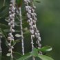 Callistemon Viminalis 10,000+ Seeds, Weeping Bottle Brush Tree