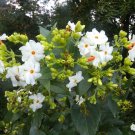 Nyctanthes Arbor Tristis 10 Seeds/5 Fruit, Fragrant Night Jasmine Shrub or Small Tree Nyctanthes Arbor Tristis 10 Seeds/5 Fruit, Fragrant Night Jasmine Shrub or Small Tree