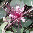 Capparis Zeylanica 10 Seeds, Edible Indian Ceylon Caper Climbing Shrub Capparis Zeylanica 10 Seeds, Edible Indian Ceylon Caper Climbing Shrub